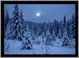 Zima, Las, Księżyc, Drzewa