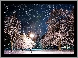 Drzewa, Śnieg, Zima, Park