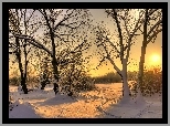 Zima, Drzewa, Śnieg