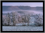 Zima, Osztonione, Pole, Drzewa