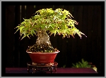 Drzewko, Bonsai