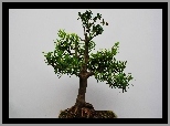 Drzewko bonsai