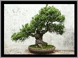 Drzewko, Bonsai