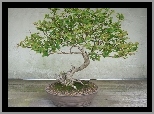 Drzewko, Bonsai