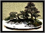 Drzewko, Bonsai