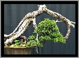 Drzewko, Bonsai