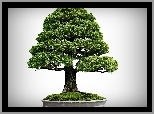 Drzewko, Bonsai