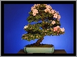 Drzewko bonsai