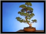 Drzewko, Bonsai, Brązowa, Donica