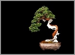 Drzewko, Bonsai, Czarne, Tło