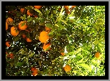 Drzewko, Pomarańczowe, Dojrzałe, Owoce