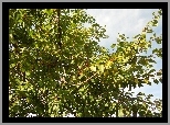 Drzewko, Owocowe, Śliwka, Mirabelka