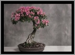 Małe, Drzewko, Bonsai