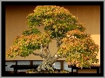 Drzewko, Bonsai, Miniatura, Klonu