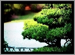 Park, Drzewko, Bonsai