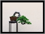 Stolik, Drzewko, Bonsai