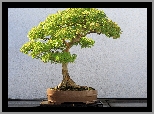 Zielone, Drzewko, Bonsai