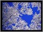 Drzewo, Pokryte, Śniegiem, Błękitne, Niebo