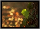 Bluszcz, Drzewo, Bokeh