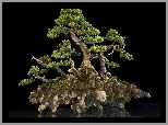 Drzewo, Na, Skale, Bonsai, Miniaturka