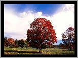 Czerwone, Drzewo, Park
