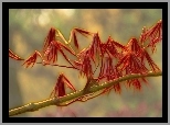 Fractalius, Drzewo, Liście