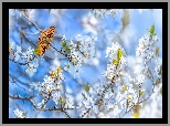 Gałązki, Drzewo owocowe, Kwiaty, Motyl, Dostojka malinowiec