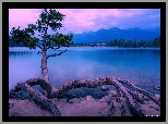 Drzewo, Jezioro, Maligne Lake, Park Narodowy Jasper, Alberta, Kanada