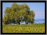 Łąka, Kwiaty, Drzewo, Jezioro