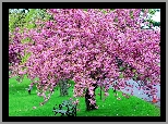 Kwitnące, Drzewo, Ławka