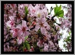 Kwitnące, Drzewo, Wiosna