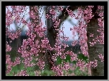 Kwitnące, Drzewo, Wiosna