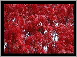 Drzewo, Czerwone, liście, Jesień
