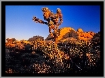 Park Narodowy Joshua Tree, Drzewo Jozuego, Kalifornia, Stany Zjednoczone