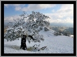 Śnieg, Drzewo, Wzgórze