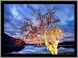 Drzewo, Jezioro, Wanaka, Nowa Zelandia