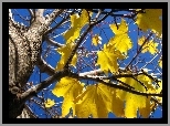 Drzewo, Klon, Żółte, Liście