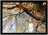 Drzewo, Nad, Wodą, Jesień, Żółte, Liście