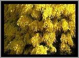 Drzewo, Żółte