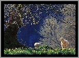 Owce, Drzewo, Żonkile