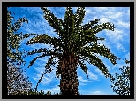 Drzewo, Tropikalne, Palma, Niebo