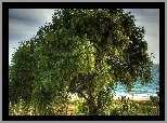Drzewo, Plaża