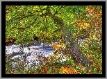 Drzewo, Jesień, Liście, Potok, HDR