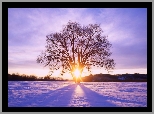 Drzewo, Śnieg, Promienie, Słońca