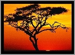 Drzewo, Zachód, Słońca, Afryka