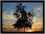 Drzewo, Zachód Słońca, Niebo