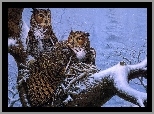 Sowy, Drzewo, Zima