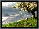 Drzewo, Kwiaty, Trawa, Chmury