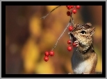 Chipmunk, Wiewiórka, Ziemna, Drzewo, Jarzębiny