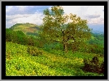 Wiosna, Drzewo, Zbocze